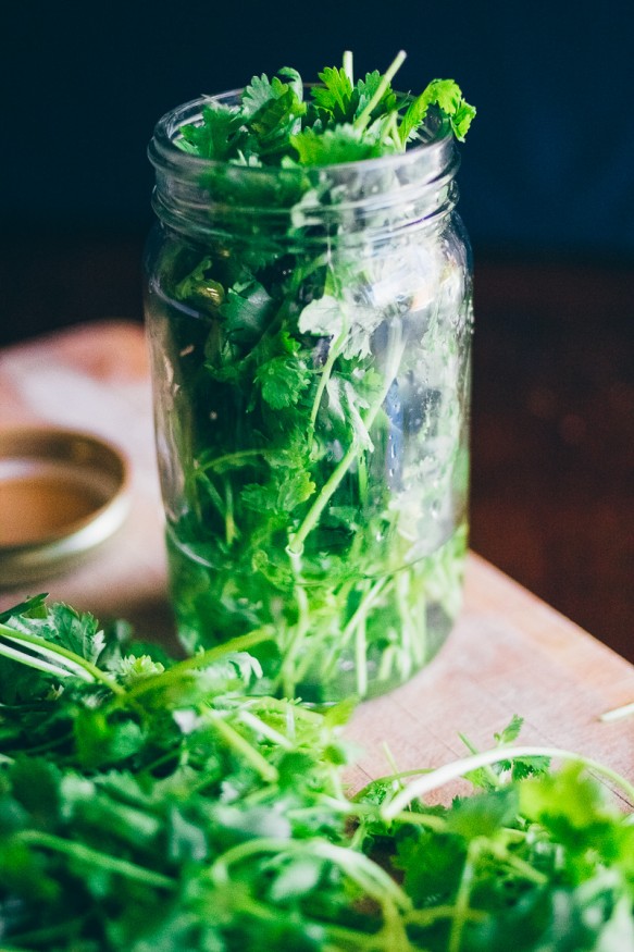 how to keep cilantro from wilting 7