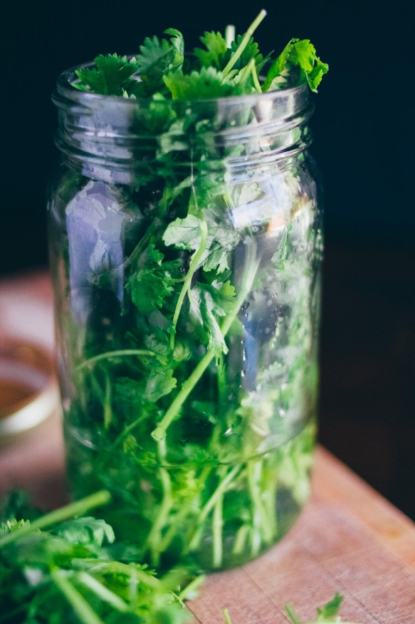 how to keep cilantro from wilting 8